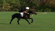 Polo Player